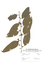 藏品(冷飯藤)的圖片